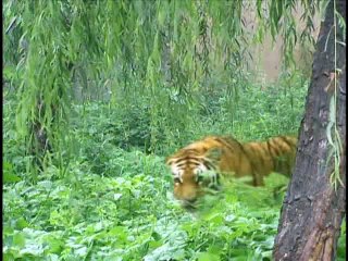 Tiểu Ngư Nhi Và Hoa Vô Khuyết - Tập 4