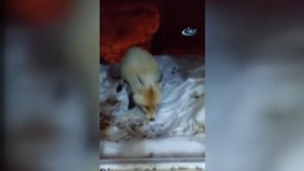 Aç Kalan Tilkiyi Ekmekle Besledi