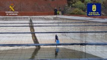 Islas Canarias: Rescate de una garza real atrapada en una balsa en Santa María de Guía, Las Palmas
