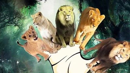 Lions Finger Family Song | Simba, Alex | Real and Cartoon LIONS | Nursery Rhymes for kids