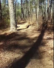 Town Creek OHV Trails 2-25-17