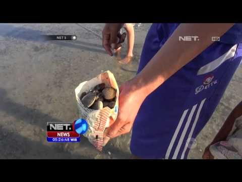 Ngabuburit Dengan Mencari Kerang di Pamengkasan - NET5