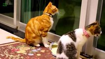 Funny Bread Cat Videos Ction 2