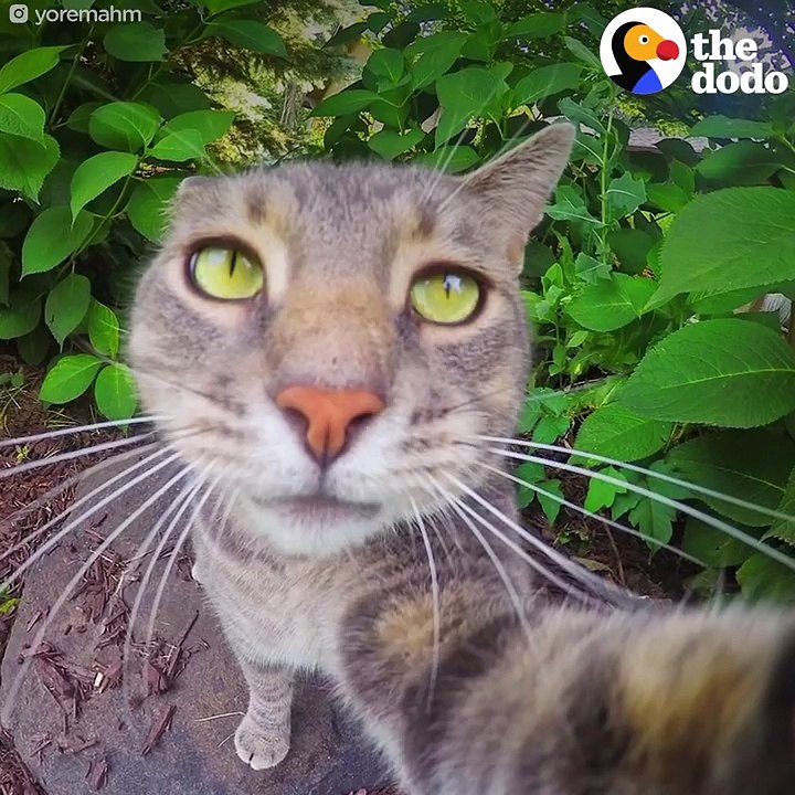 This Cat Is The King Of Selfies