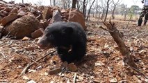 Moment déchirant: quand un bébé ours s'accroche à sa mère décédée à cause des braconniers