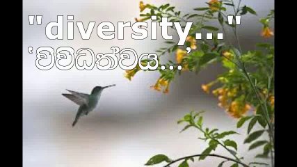 'diversity...' by Wasantha Manamperi - (26)