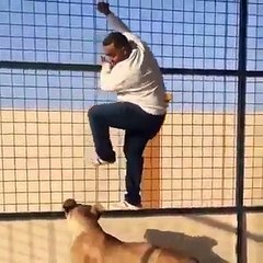 Lions Vs Man.. very Very Funny Video 4ever. 