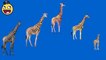 Childrens Songs | Giraffe Cartoons Finger Family Children Nursery Rhymes | Funny Rhymes for Childre
