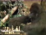 George of the Jungle (1997) Teaser (VHS Capture)