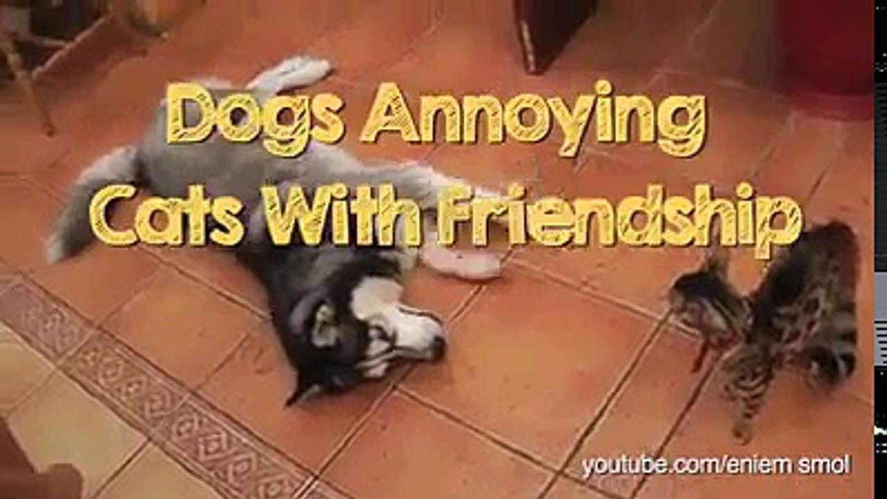 Funny animals