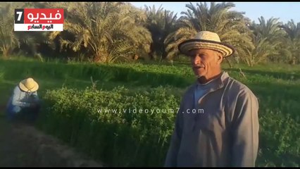 قصة كفاح مسن حول الصحراء لأرض خضراء بعد خروجه على المعاش بالوادى الجديد