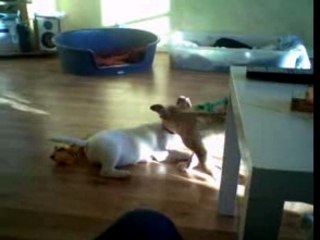 bull jeux frere et soeur