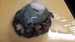 Abalone Recipes Japanese