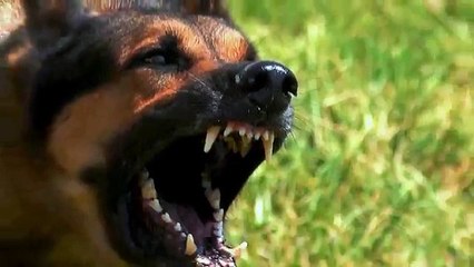 American Monsters Werewolves, Wildmen and Sea Creatures - Official Trailer