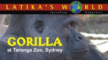 GORILLA AT SYDNEY TARONGA ZOO AUSTRALIA LATIKAS WORLD
