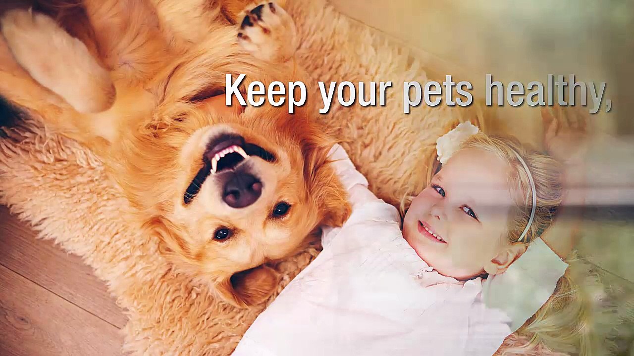 Pet's Delight: Providing Premier Pet Products