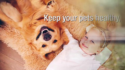 Pet's Delight: Providing Premier Pet Products