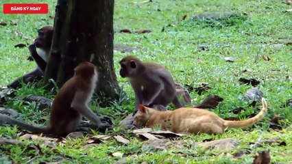 Điều gì xảy ra khi thả Khỉ Và Mèo vào chung