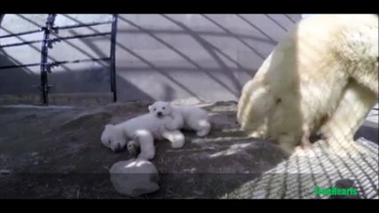 Polar Bear Cute and Adorable twins at Columbus Zoo