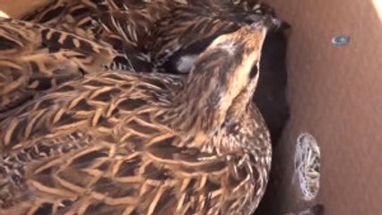 Silopi'de Yakalanan Turaç Kuşları Doğaya Bırakıldı