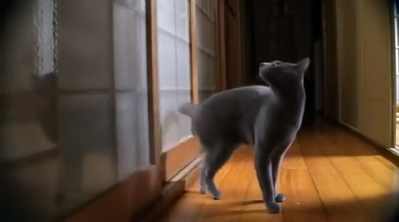 Ce chat tape à la porte comme panpan le lapin de bambi !