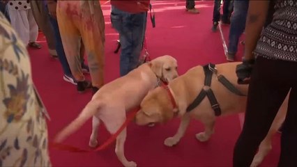 هذا الصباح- حفل زواج جماعي لحيوانات أليفة بالهند