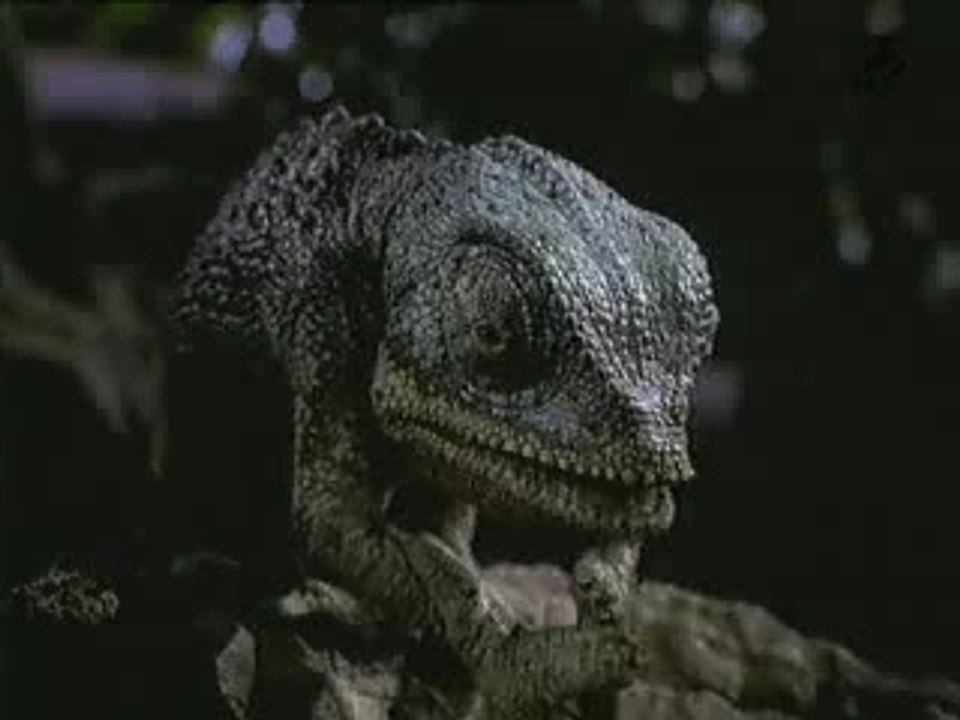 TV Ads - Budweiser - Frogs