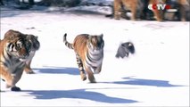 Des tigres abattent un drone qui les suivait de trop près