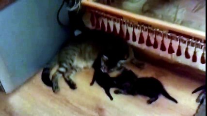 Funny Cats Compilation 2015 - Funny cat videos - Funny animals 25