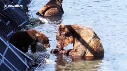 Hungry bear cub begs mother for food