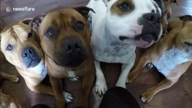Staffordshire bull terriers answer owner's questions