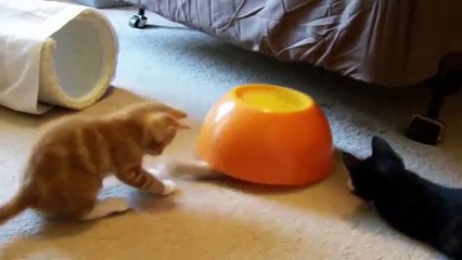 IF YOU LAUGH YOU LOSE CHALLENGE Funny Cats & Dogs Compilation 2017 Who is the funniest to you