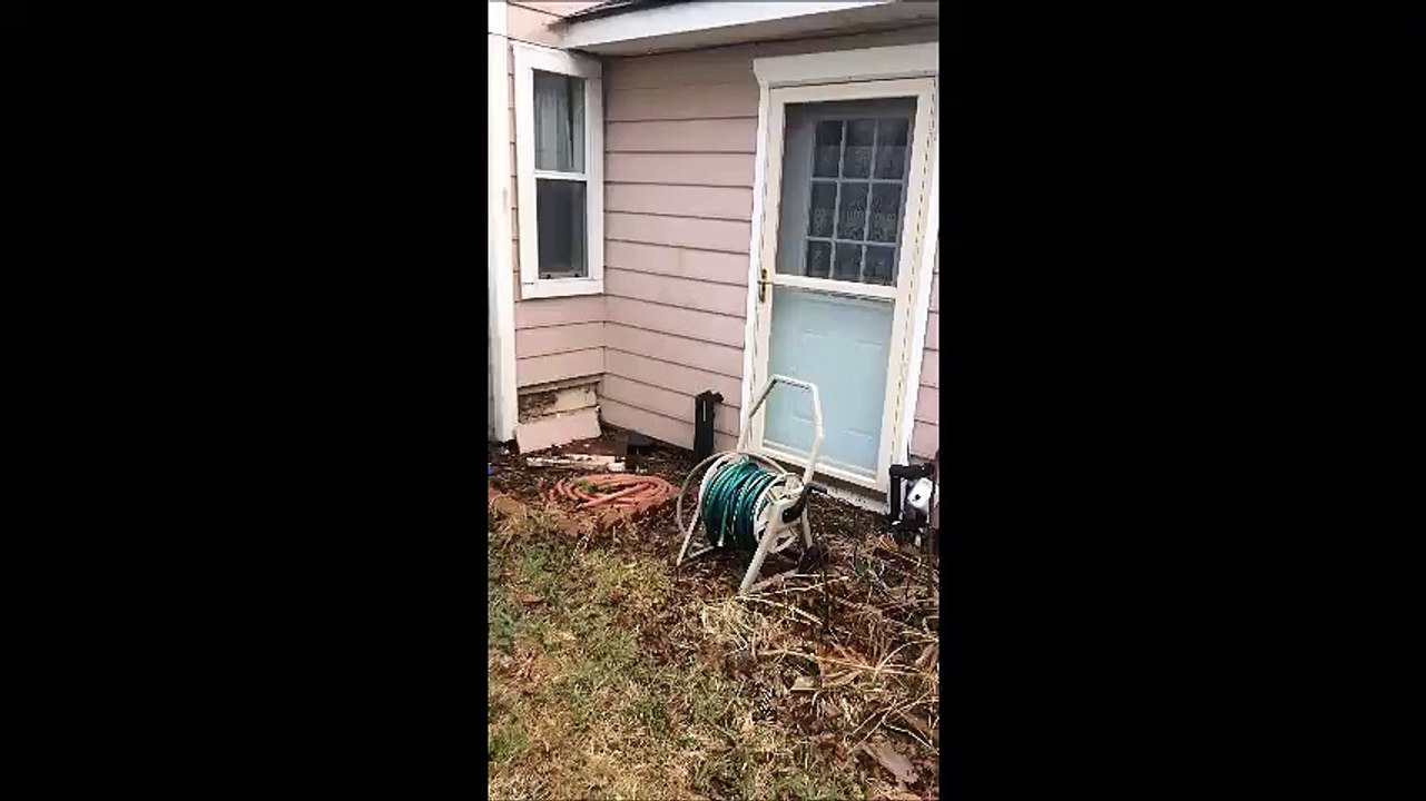 Home Inspection San Antonio Shows Active Termites | (830) 420-6442 | CALL US!