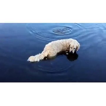 Ce chien utilise du pain pour attirer des poissons et les attraper!