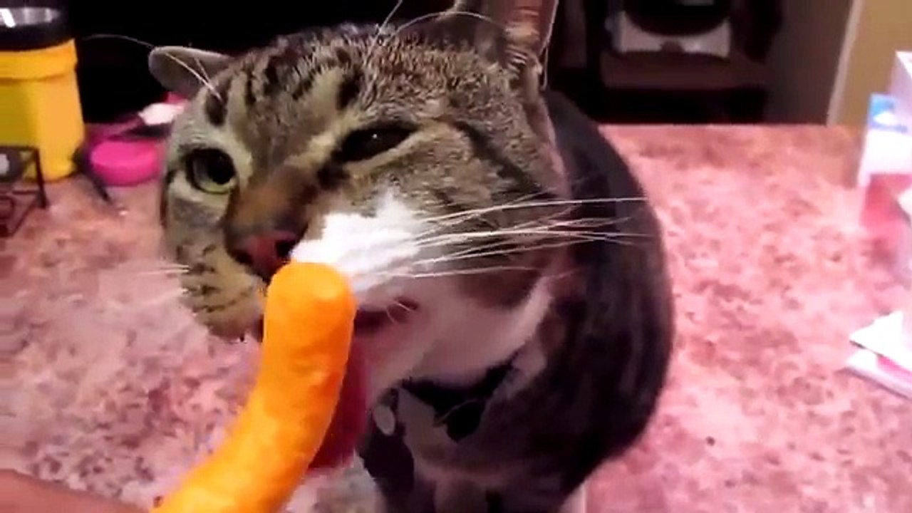 Funny cats trying to eat compilation video Dailymotion