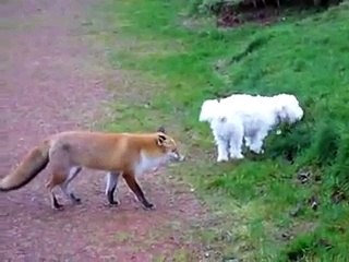 Funny Videos Fox tries to befriend dog