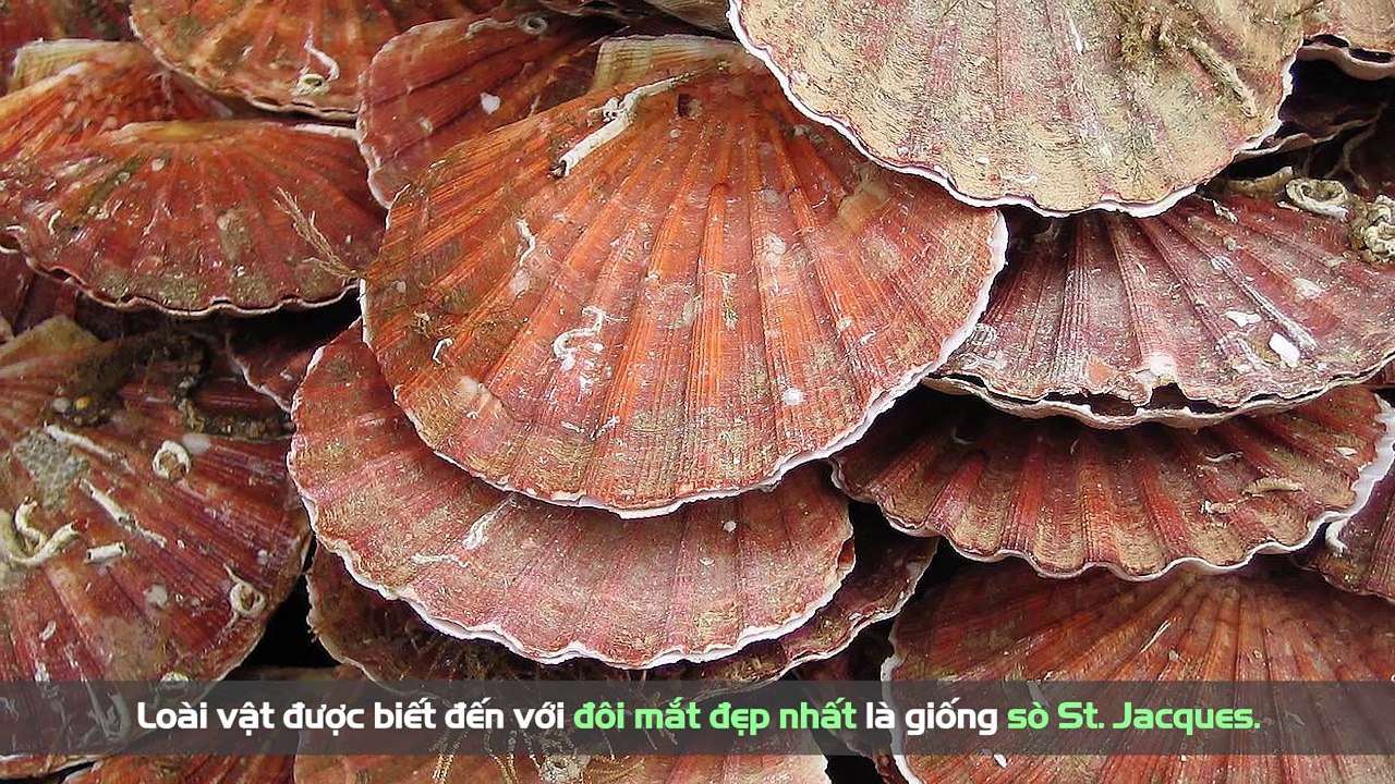 Kỉ lục về các giác quan ở động vật mà bạn chưa biết?