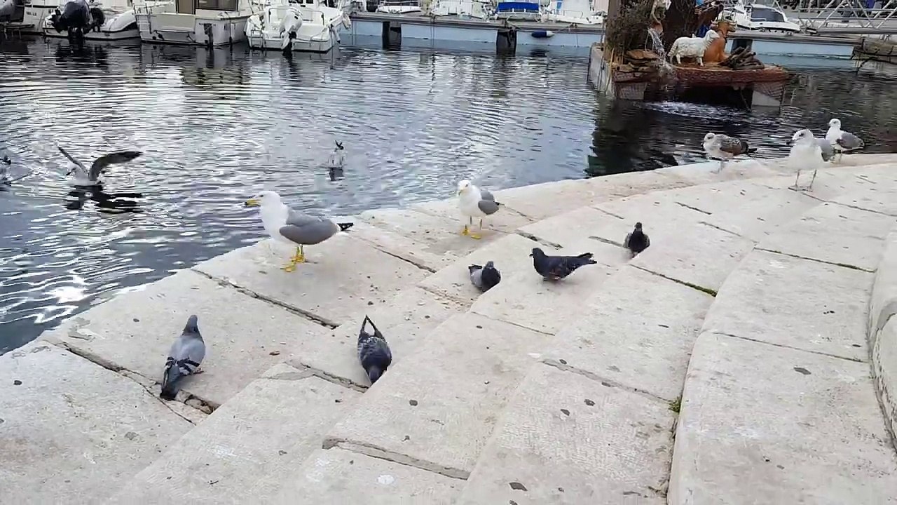 Baston d'oiseaux pour manger les mies de pain