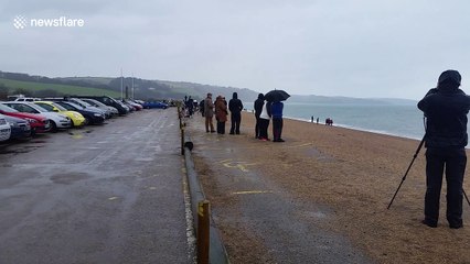 Hundreds flock to Slapton, Devon, to view humpback whale and calf