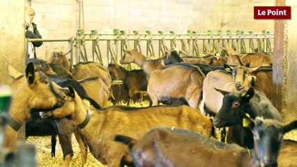 L’intelligence des animaux d’élevage #4 : La chèvre