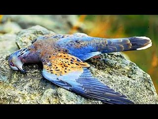 Chuyện khó tin - Kỳ bí ngôi làng chim lũ lượt tìm về "TỰ SÁT"