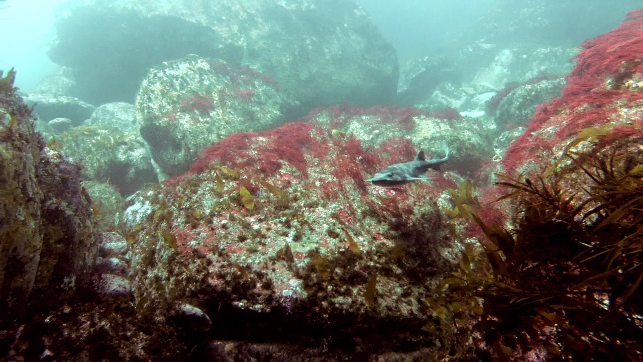 Eaglehawk dive