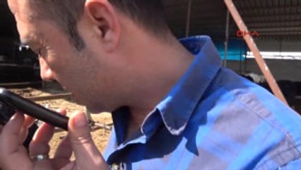 400 Bin Lira Değerindeki 30 Ineği Dolandırıcıya Kaptırdılar