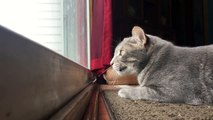 My cat mumbles to himself while hunting birds on the patio