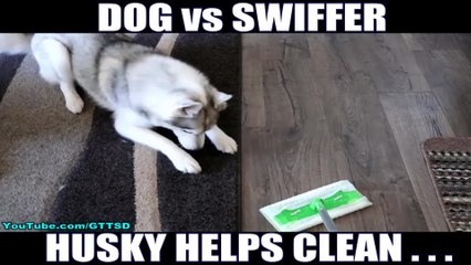 Husky hates when owner cleans home