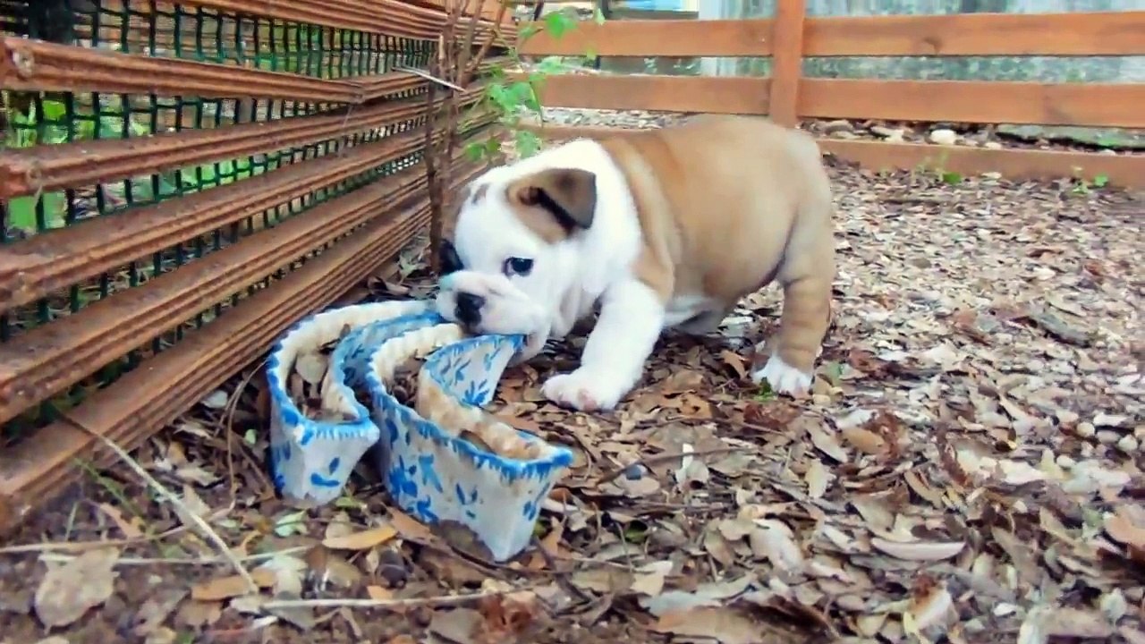 les chiots les plus adorables : les bulldogs anglais