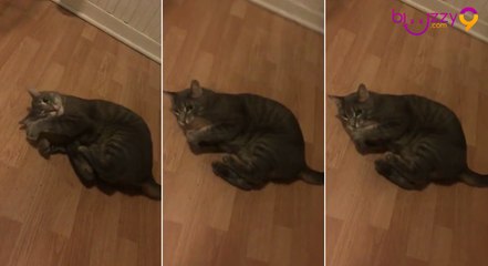 Un chaton s'amuse avec une pomme de terre !