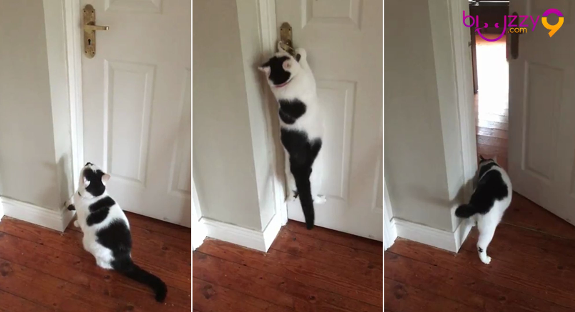 Le Chat Qui Ouvre Les Portes Video Dailymotion