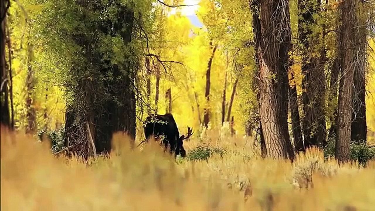 Quand ils ont mis ces loups dans le parc, jamais ils n’auraient pensé que cela allait se produire...