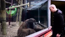 Découvrez comment un orang-outan fait de la magie